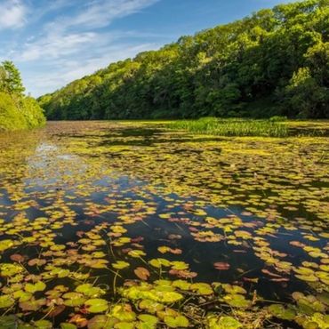 Bosherston Lily Ponds Nature Reserve