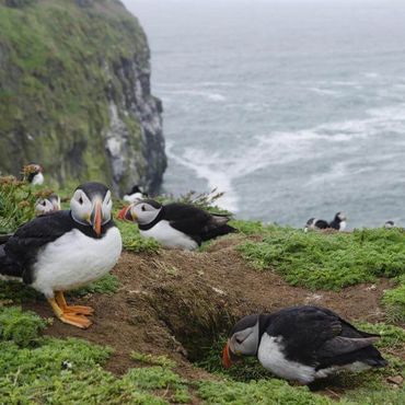 Skomer Island, a National Nature Reserve off the Pembrokeshire coast in Wales, is a world-renowned, premier seabird colony, famous for hosting the largest Atlantic Puffin colony in southern Britain. Accessible by a short boat trip from Martin's Haven, it features over 20,000 puffins and nearly half the world's population of Manx shearwaters