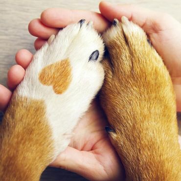 Tassvård för hundar på Hund-SPA i Solna