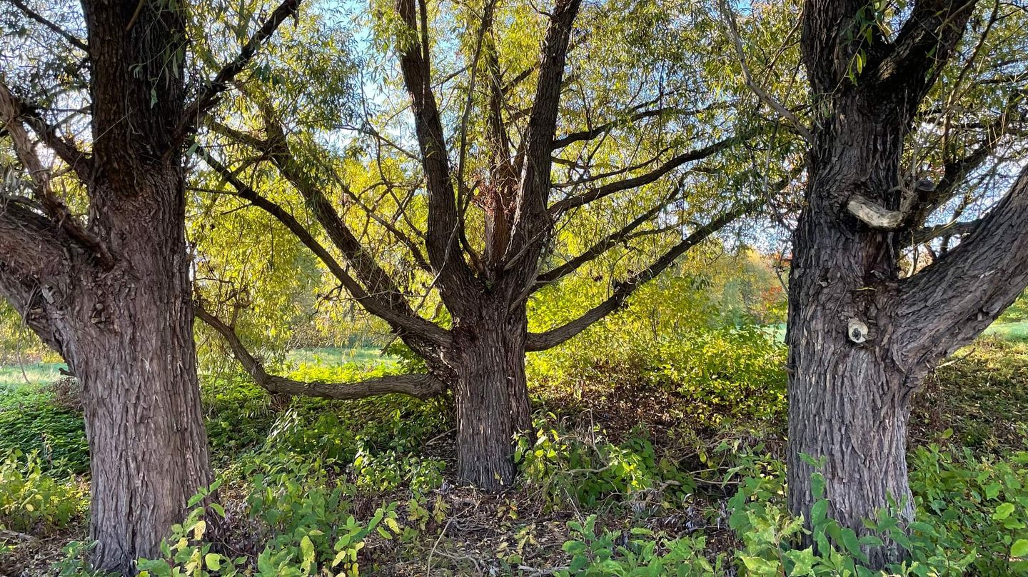 Förgrenade träd i solljuset om hösten