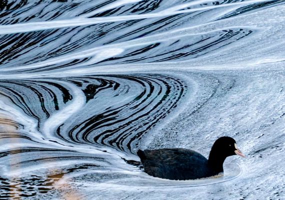 Sothöna i skummande vatten. Fototavla av Anders Andersson.