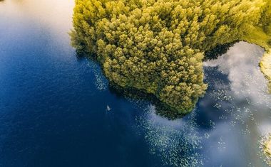 Image of a forest by the sea linking to the Nature Refines project