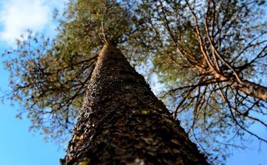 Image of a forest linking to the ToBeReal project