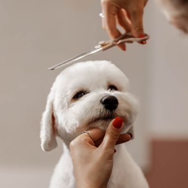 Hundklippning i Solna