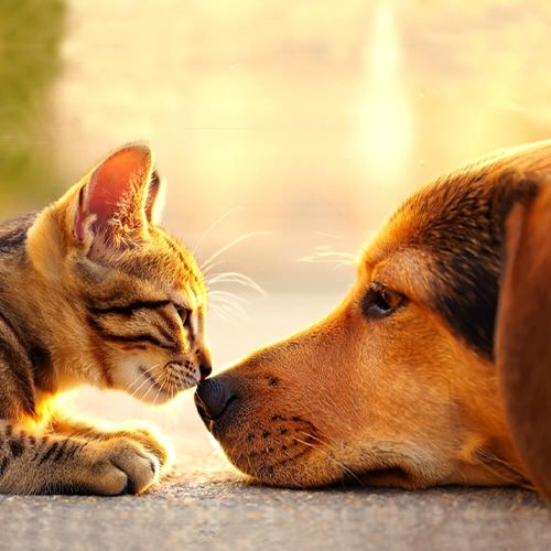 Hund und Katze