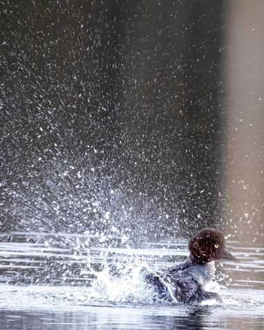 Fototavla: Knipa – svenska fåglar – fotograf: Anders Andersson