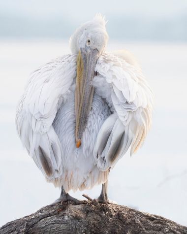 Fototavla: Pelikan i Kirkinisjön i Grekland – fotograf: Anders Andersson