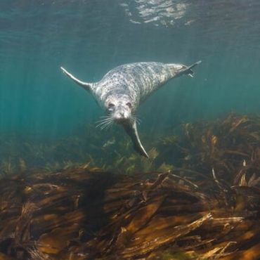 Seal swimming under water