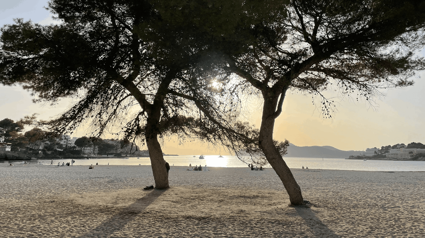 En strand där solens strålar skymtar bakom träden