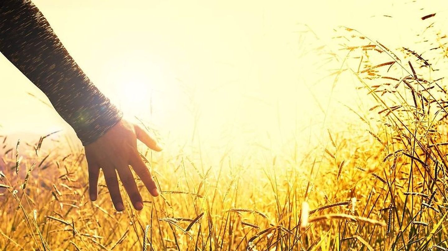 Hand touching crops in a field