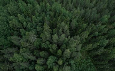 Image of a forest linking to the C4B project