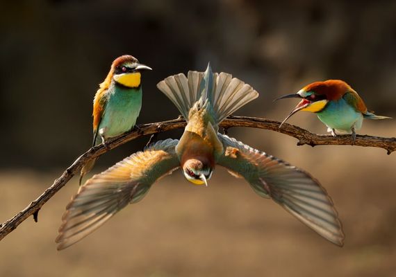 Fototavla: Lejonkärlek. Fotograf: Anders Andersson
