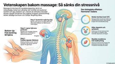 Bilden visar hur massage vetenskapligt påverkar kroppen positivt.