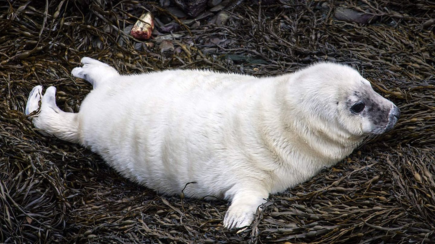 Baby Seal on the beach in the pembrokeshire coastline