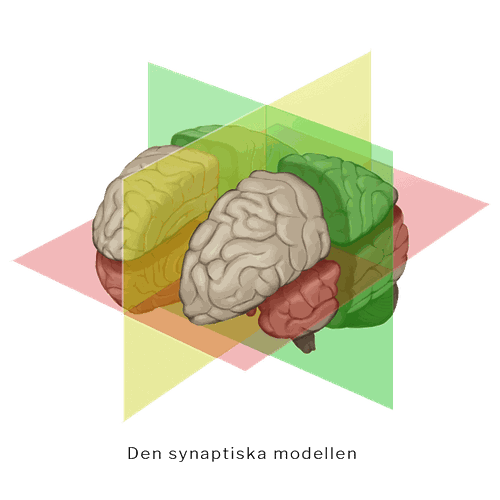Den synaptiska modellen