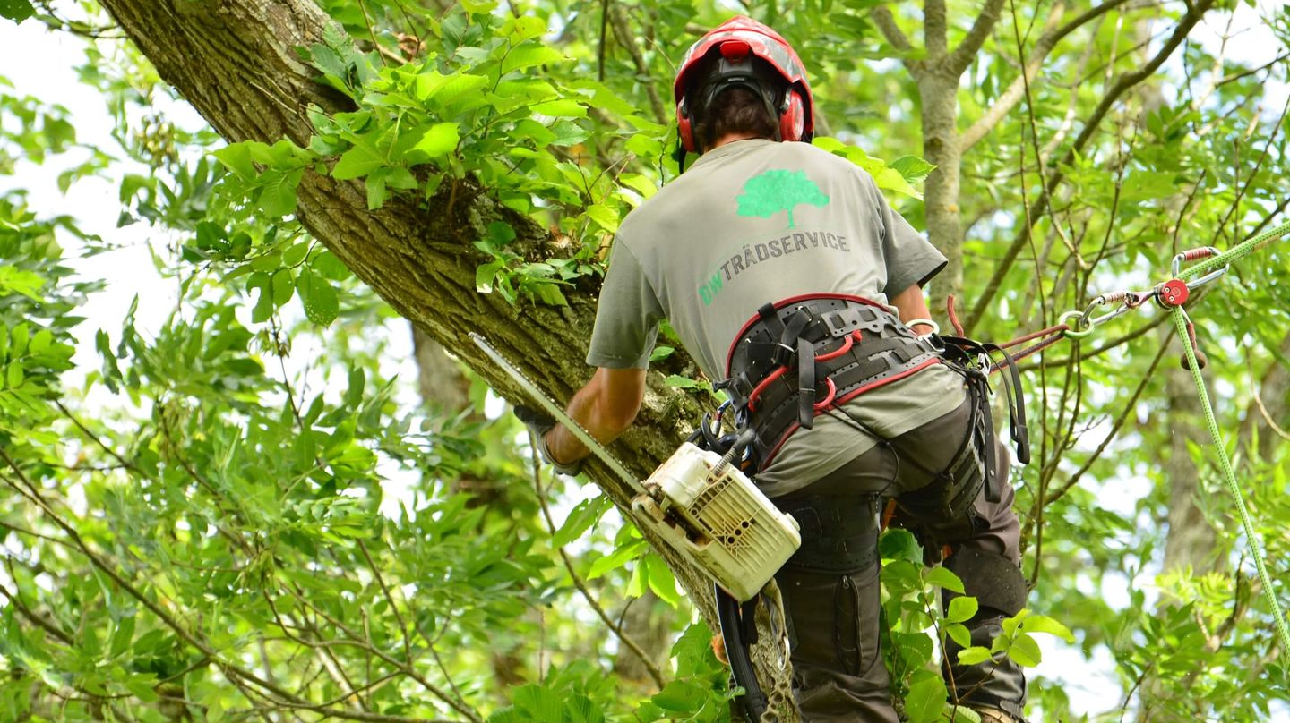 Arborist som klättrar i träd