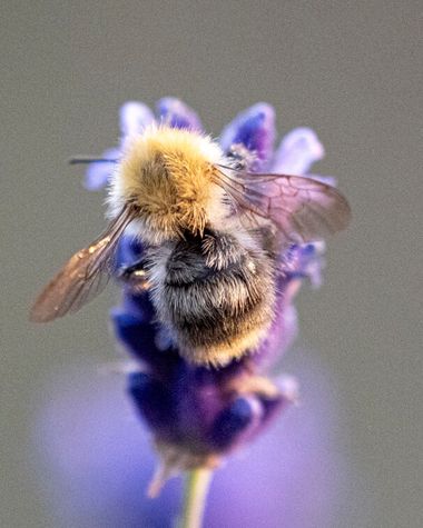 Fototavla: Humla  och blomma. Fotograf: Anders Andersson