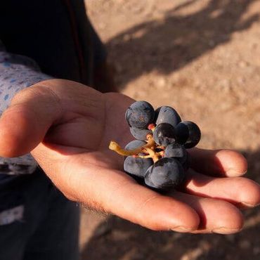 En hand med mogna druvor