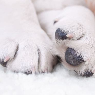 Kloklippning av hundar på Hund-SPA i Solna